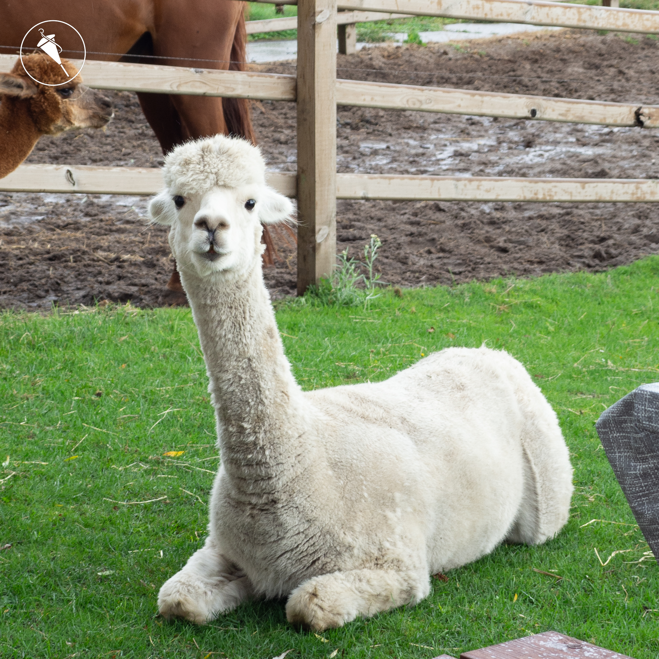 Alpaca
